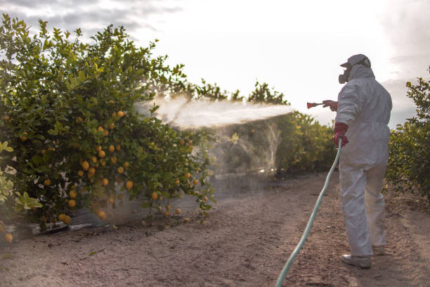 Best Local Pest Control Services  in Wilmer, TX