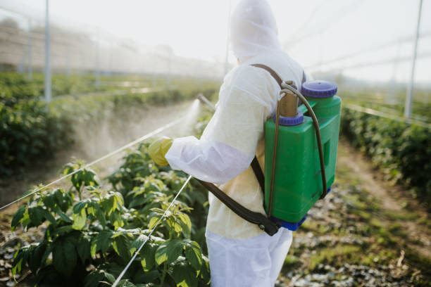 Best Bed Bug Extermination  in Wilmer, TX